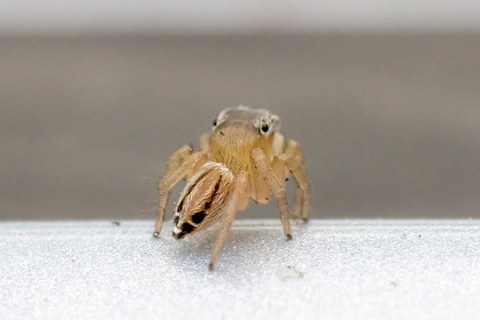 Jumping Spider (Lycidas scutulata) (Lycidas scutulata)